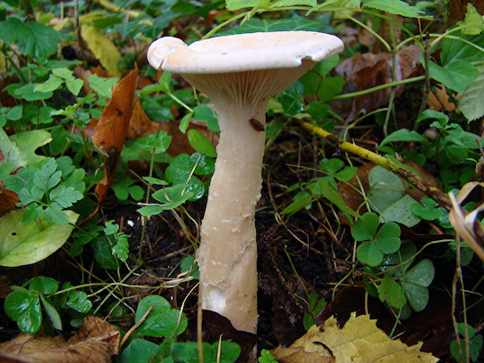hebeloma